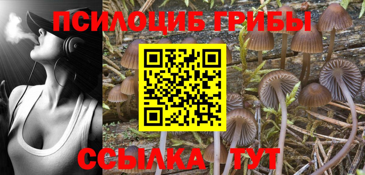 Галлюциногенные грибы Psilocybe Добрянка